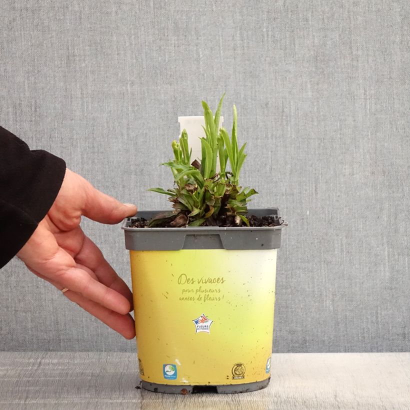 Exemplar von Digitalis Goldcrest - Fingerhut Topf mit 1,5L/2L wie im Frühjahr geliefert