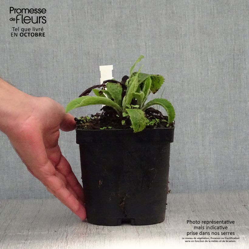 Exemplar von Digitalis mertonensis - Mehrjähriger Fingerhut Topf mit 2L/3L wie im Herbst geliefert