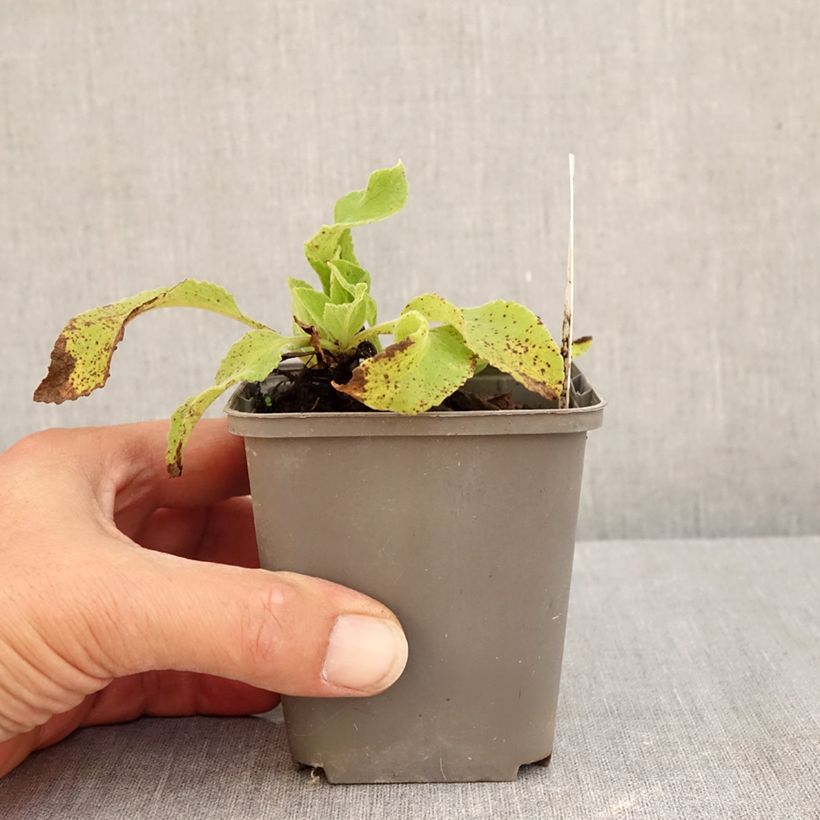 Exemplar von Fingerhut Monstrosa - Digitalis purpurea Kleine Töpfe von 8/9 cm wie im Sommer geliefert