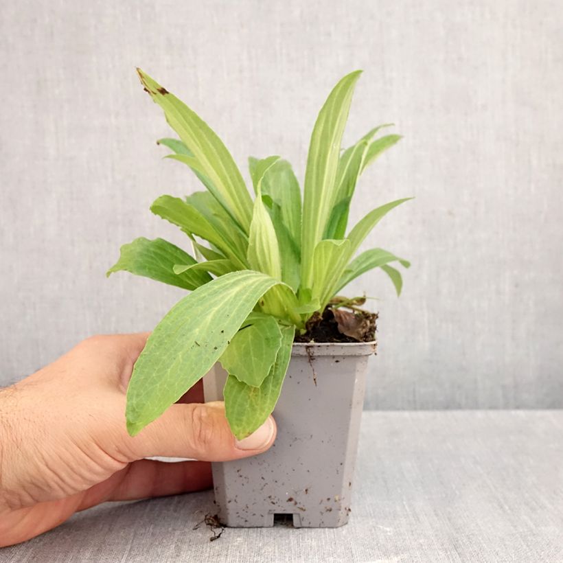 Exemplar von Digitalis ferruginea Gigantea - Rostfarbiger Fingerhut Kleine Töpfe von 8/9 cm wie im Herbst geliefert