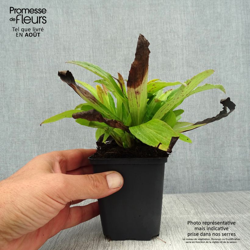 Exemplar von Digitalis ferruginea Gigantea - Rostfarbiger Fingerhut Kleine Töpfe von 8/9 cm wie im Sommer geliefert