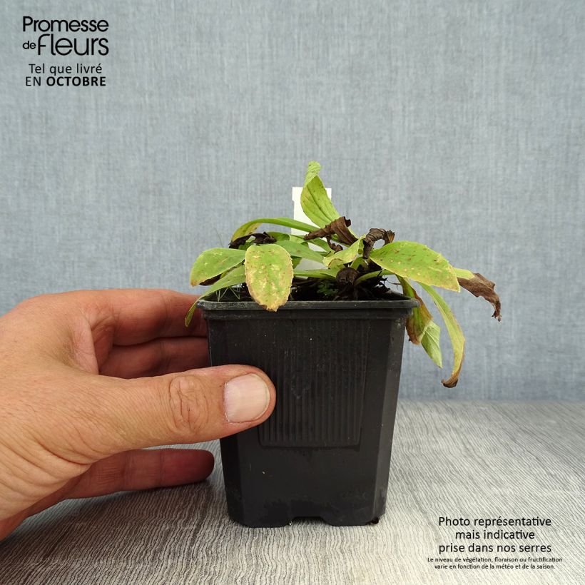 Exemplar von Digitalis lutea - Kleinblütiger Fingerhut Kleine Töpfe von 8/9 cm wie im Herbst geliefert