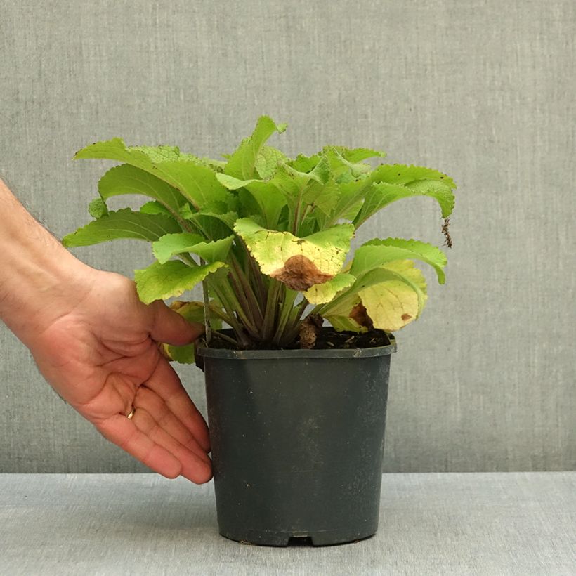 Exemplar von Fingerhut Pam s Choice - Digitalis purpurea Topf mit 2L/3L wie im Herbst geliefert