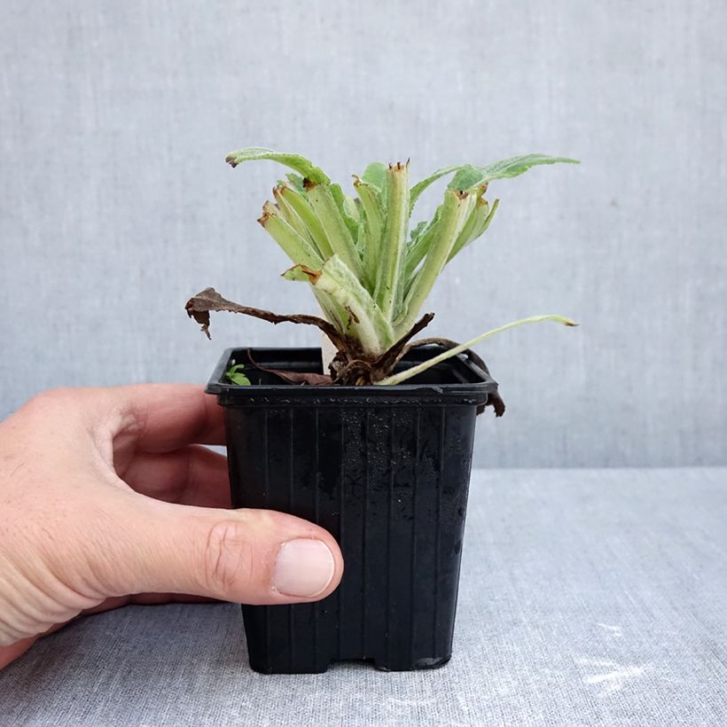 Exemplar von Fingerhut Apple Blossom®  - Digitalis Kleine Töpfe von 8/9 cm wie im Herbst geliefert