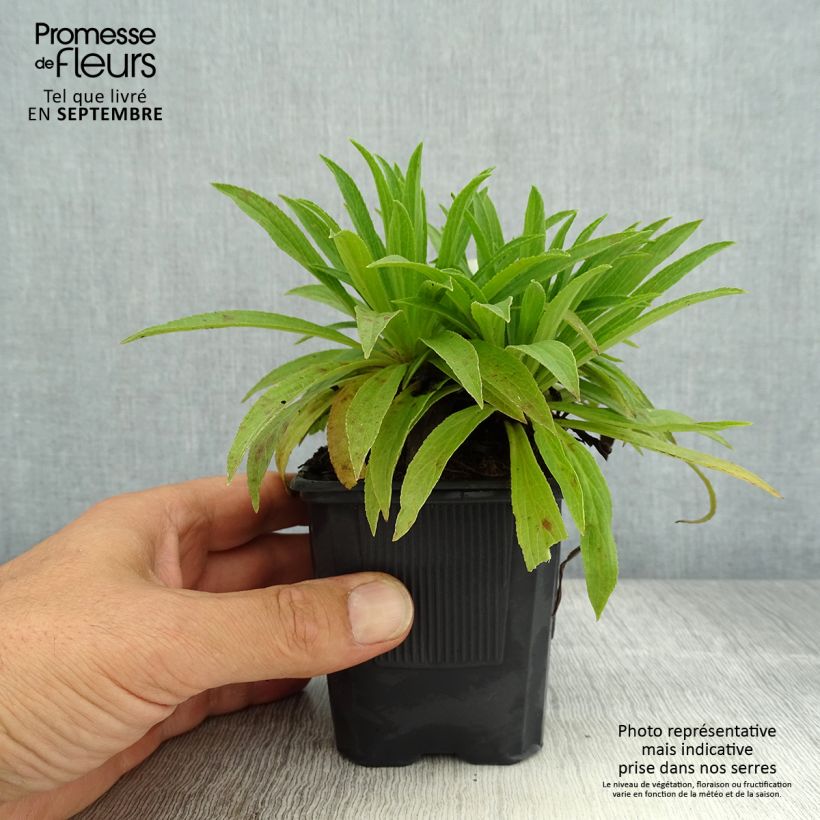 Exemplar von Digitalis Glory of Roundway - Fingerhut Kleine Töpfe von 8/9 cm wie im Sommer geliefert