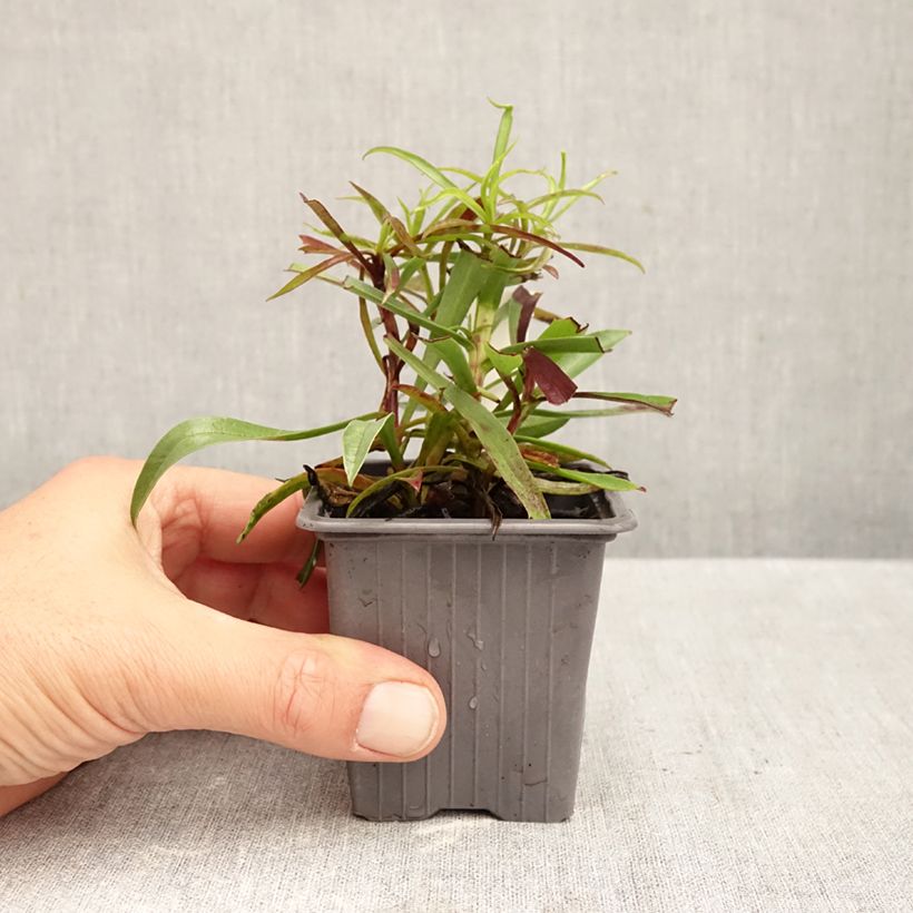 Exemplar von Digitalis obscura - Dunkler Fingerhut Kleine Töpfe von 8/9 cm wie im Herbst geliefert
