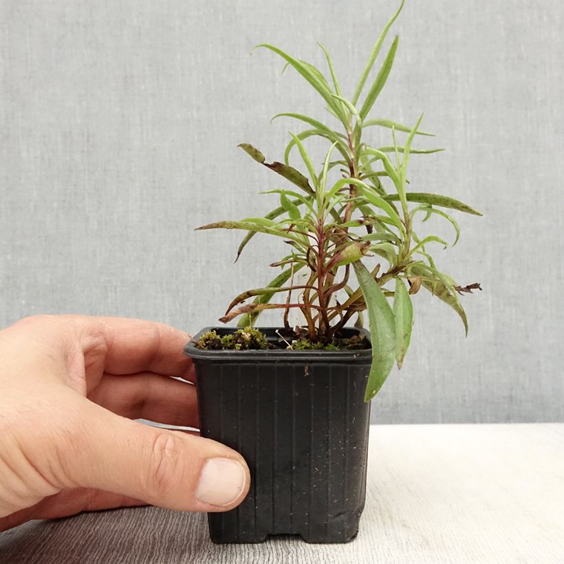 Exemplar von Digitalis obscura - Dunkler Fingerhut Kleine Töpfe von 8/9 cm wie im Frühjahr geliefert