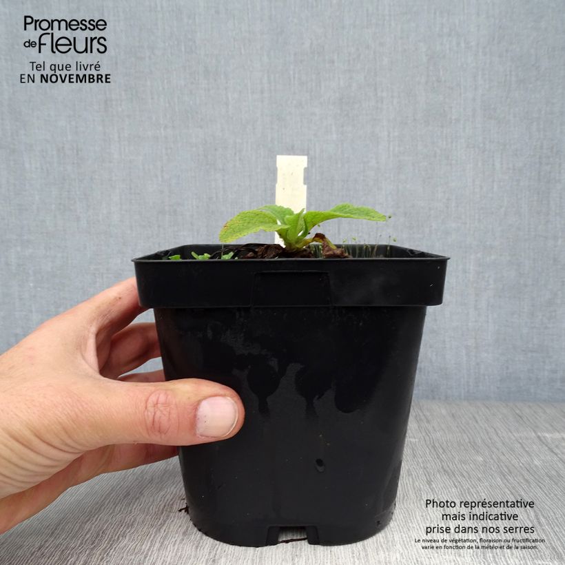 Exemplar von Fingerhut Alba - Digitalis purpurea Topf mit 2L/3L wie im Herbst geliefert