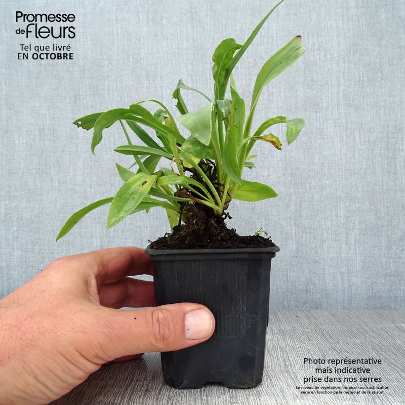 Exemplar von Fingerhut Spice Island - Digitalis Kleine Töpfe von 8/9 cm wie im Herbst geliefert