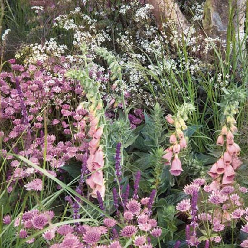 Digitalis mertonensis - Mehrjähriger Fingerhut (Hafen)
