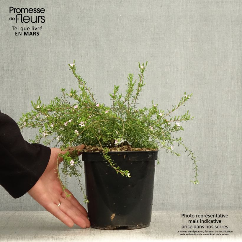 Exemplar von Diosma hirsuta Pink Diamond - Götterduft Topf mit 2L/3L wie im Frühjahr geliefert