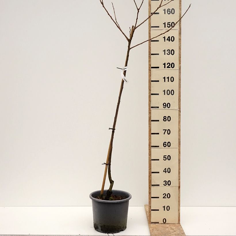 Exemplar von Kaki-Pflaume Fuyu - Diospyros kaki Topf mit 12L/15L, Halbstamm wie im Winter geliefert