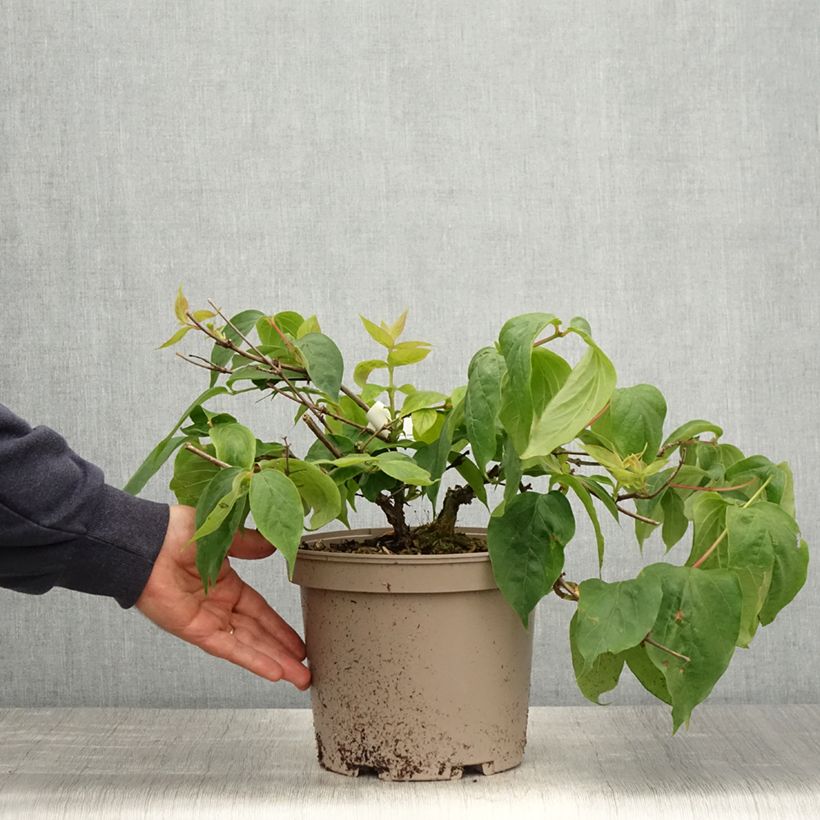 Exemplar von Dipelta floribunda - Doppelschild Topf mit 3L/4L wie im Frühjahr geliefert