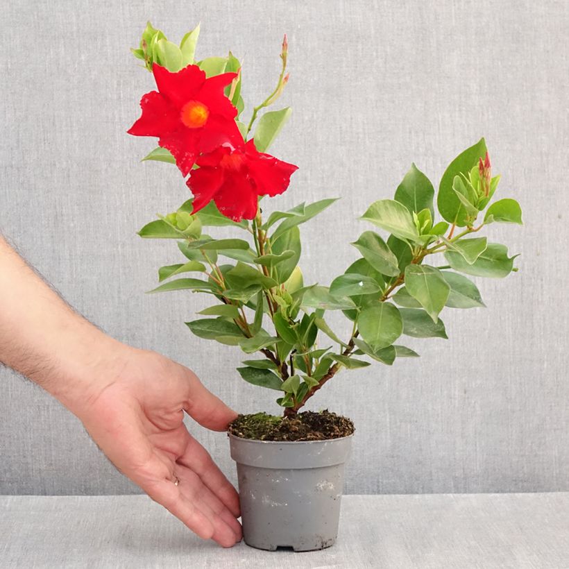 Exemplar von Dipladenia BELLA Compact Red - Mandevilla Topf 10 cm/11cm wie im Herbst geliefert