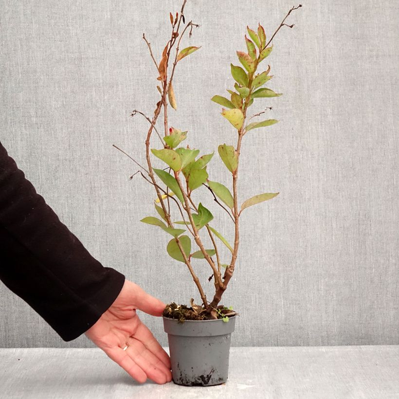 Exemplar von Dipladenia Bella Pink Star - Mandevilla Topf 12 cm / 13 cm wie im Winter geliefert