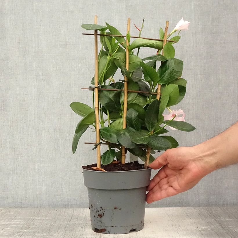 Exemplar von Dipladenia Diamantina Agate mini Strawberry red - Mandevilla Topf mit 1,5L/2L wie im Sommer geliefert