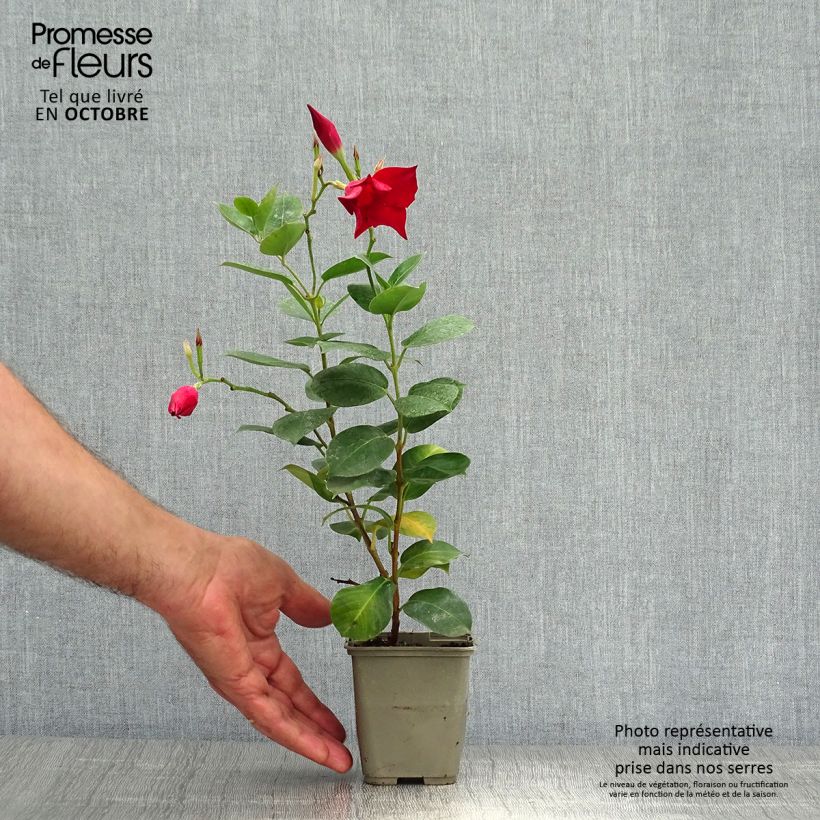 Exemplar von Dipladenia Diamantina Jade Red - Mandevilla Topf mit 2L/3L wie im Herbst geliefert