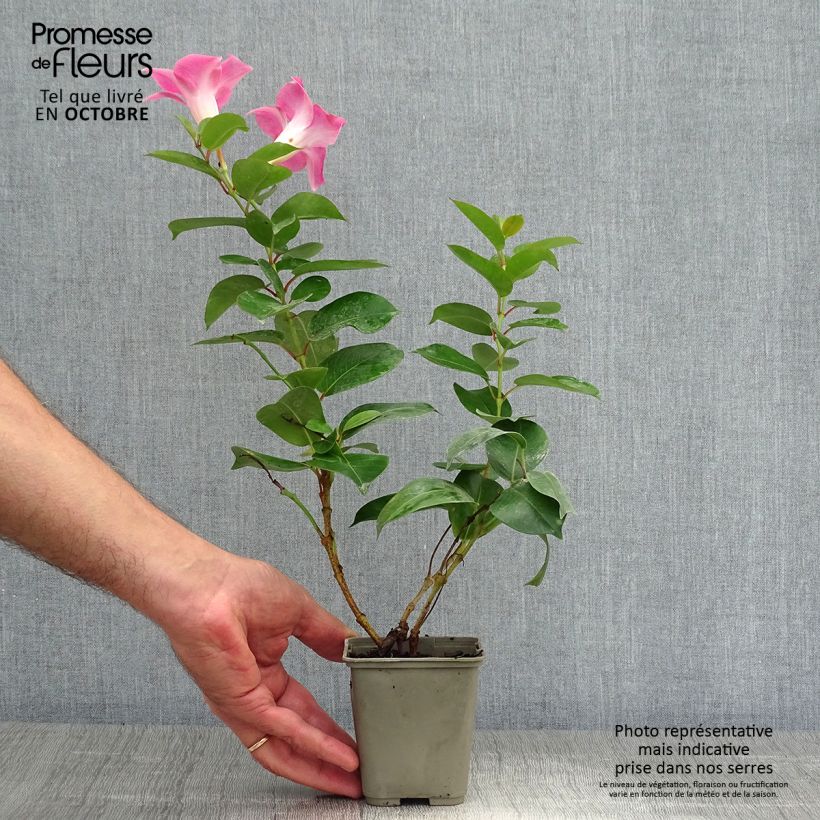 Exemplar von Dipladenia Diamantina Jade Rose - Mandevilla Topf mit 2L/3L wie im Herbst geliefert