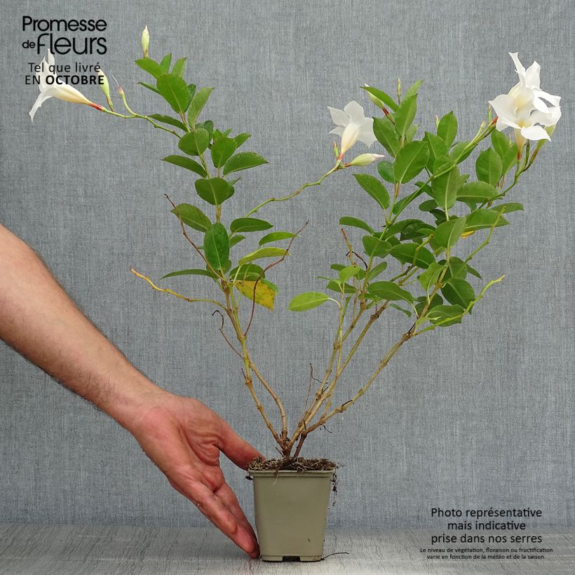 Exemplar von Dipladenia DiamantinaJade White - Mandevilla Topf 10 cm/11cm wie im Herbst geliefert