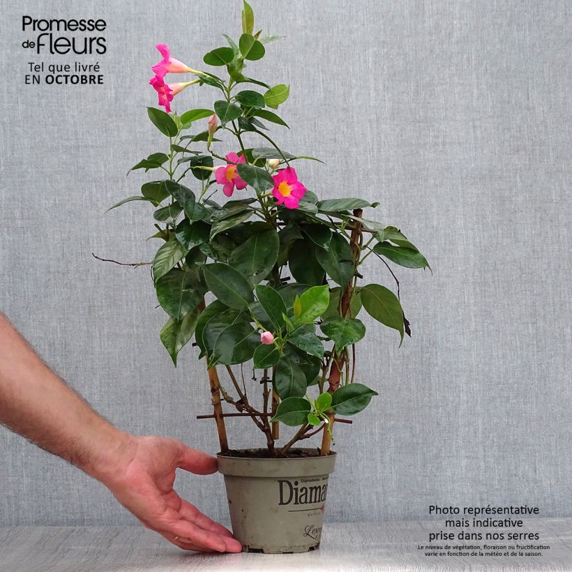 Exemplar von Dipladenia Diamantina Quartz Pink & Yellow - Mandevilla Topf mit 1L/1,5L wie im Herbst geliefert