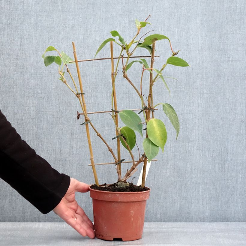 Exemplar von Dipladenia Diamantina Quartz Pink & Yellow - Mandevilla Topf mit 1L/1,5L wie im Winter geliefert