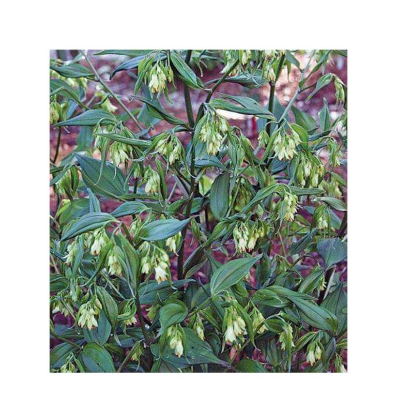 Disporum cantoniense Green Giant - Feenglöckchen (Blüte)