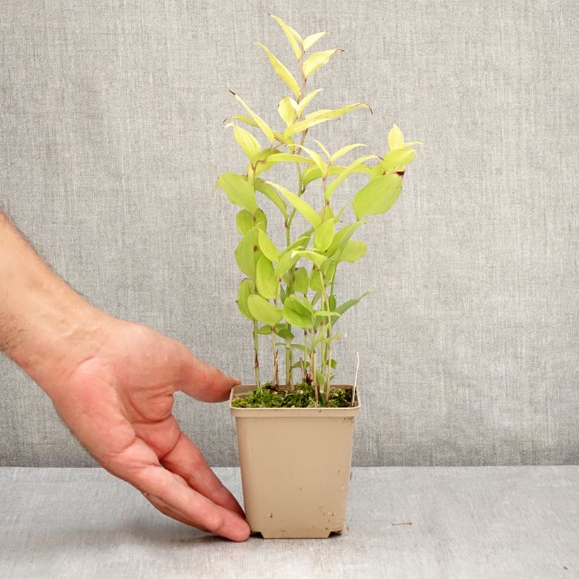 Exemplar von Disporum cantoniense Green Giant - Feenglöckchen Topf 10 cm/11cm wie im Sommer geliefert