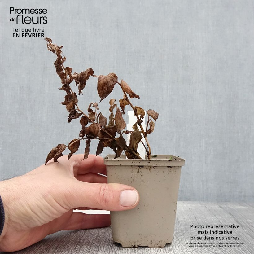 Exemplar von Disporum megalanthum - Feenglöckchen Kleine Töpfe von 8/9 cm wie im Winter geliefert