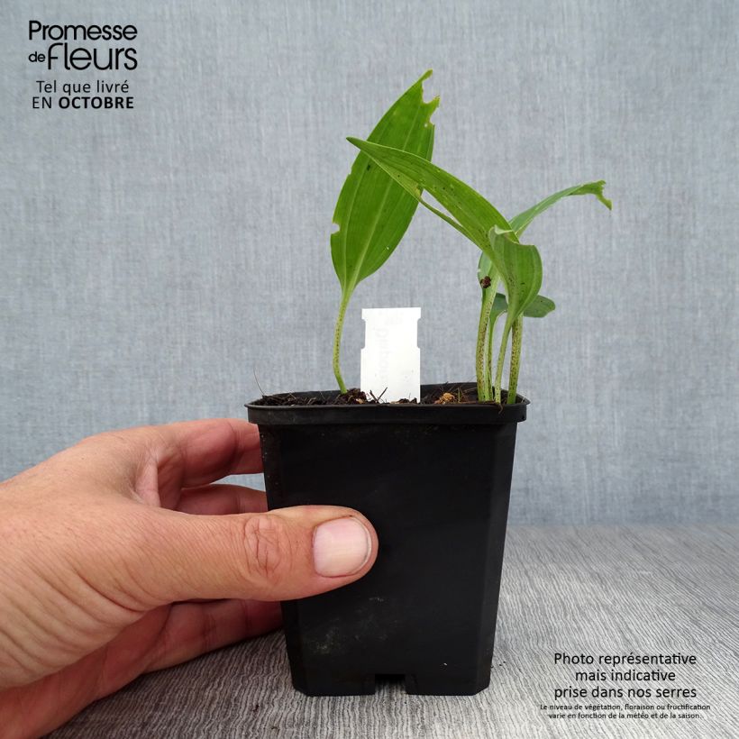 Exemplar von Disporum sessile - Feenglöckchen Kleine Töpfe von 8/9 cm wie im Herbst geliefert