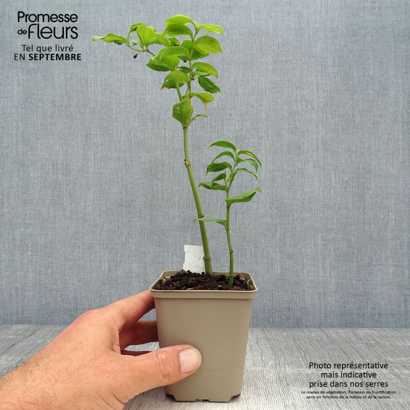 Exemplar von Disporum uniflorum - Feenglöckchen Kleine Töpfe von 8/9 cm wie im Herbst geliefert