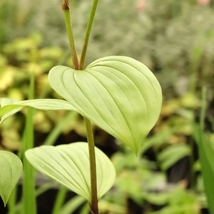 Disporum uniflorum - Feenglöckchen (Laub)