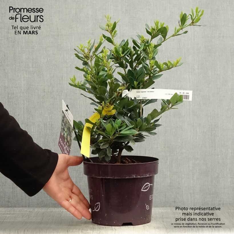 Exemplar von Traubiger Zweiggriffel Coppertone - Distylium Topf mit 2L/3L wie im Frühjahr geliefert