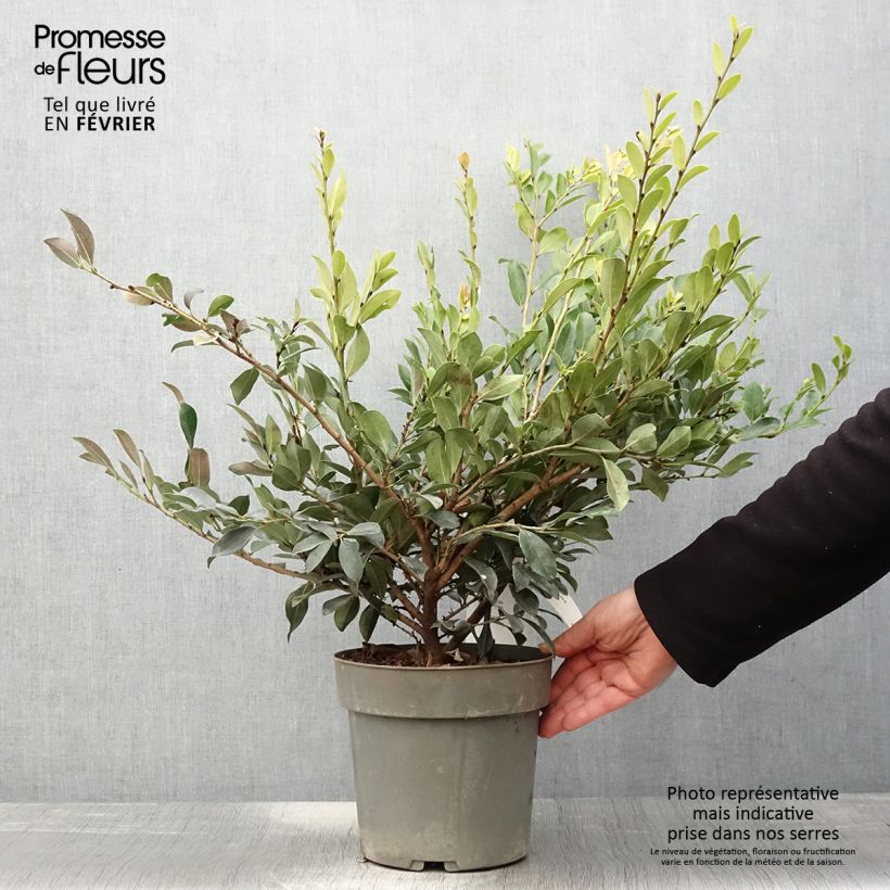 Exemplar von Traubiger Zweiggriffel Linebacker - Distylium Topf mit 3L/4L wie im Winter geliefert