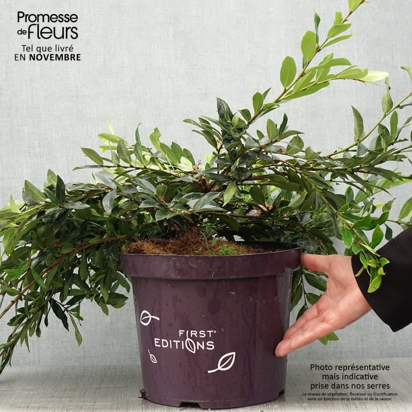 Exemplar von Traubiger Zweiggriffel Vintage Jade - Distylium Topf mit 7,5L/10L wie im Herbst geliefert