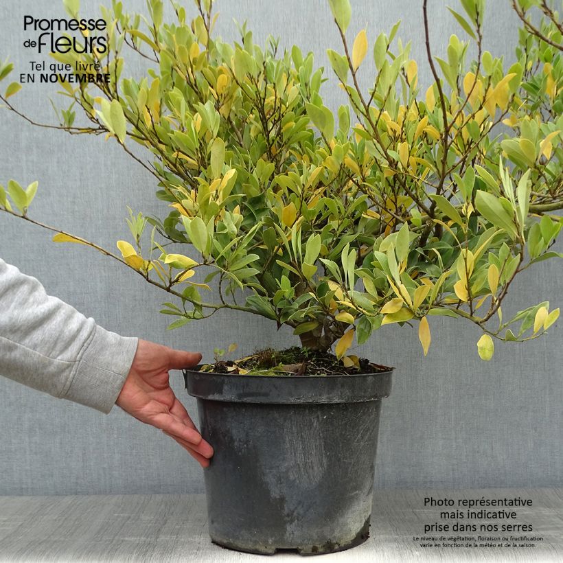 Exemplar von Traubiger Zweiggriffel Blue Cascade - Distylium Topf mit 7,5L/10L wie im Herbst geliefert