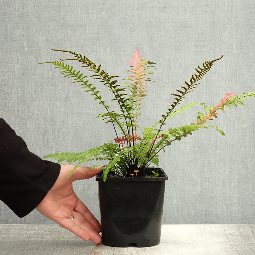 Exemplar von Doodia aspera Rough Ruby - Raspelfarn Topf mit 2L/3L wie im Herbst geliefert