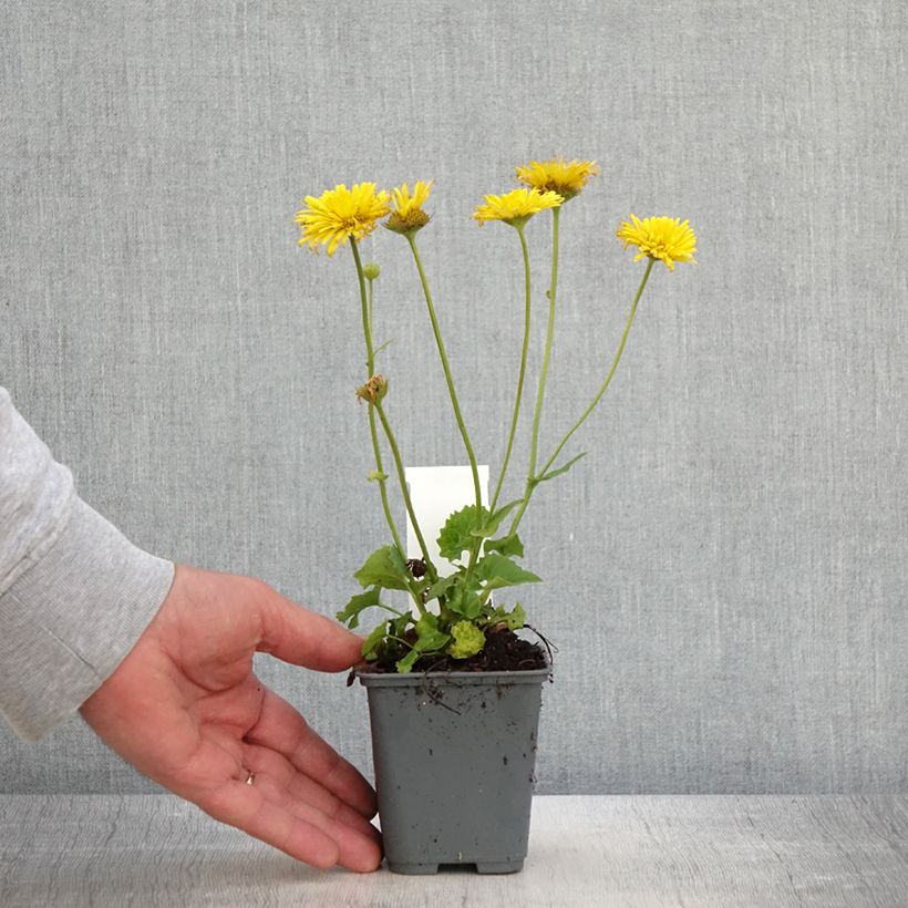 Exemplar von Doronicum orientale Finesse - Östliche Gämswurz Kleine Töpfe von 8/9 cm wie im Frühjahr geliefert