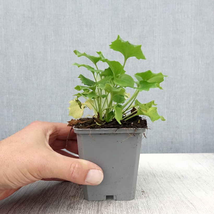 Exemplar von Doronicum orientale Little Leo - Östliche Gämswurz Kleine Töpfe von 8/9 cm wie im Herbst geliefert