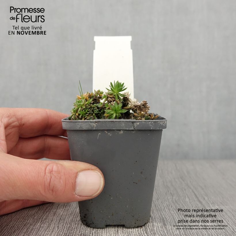 Exemplar von Draba sakurai - Felsenblümchen Kleine Töpfe von 8/9 cm wie im Herbst geliefert