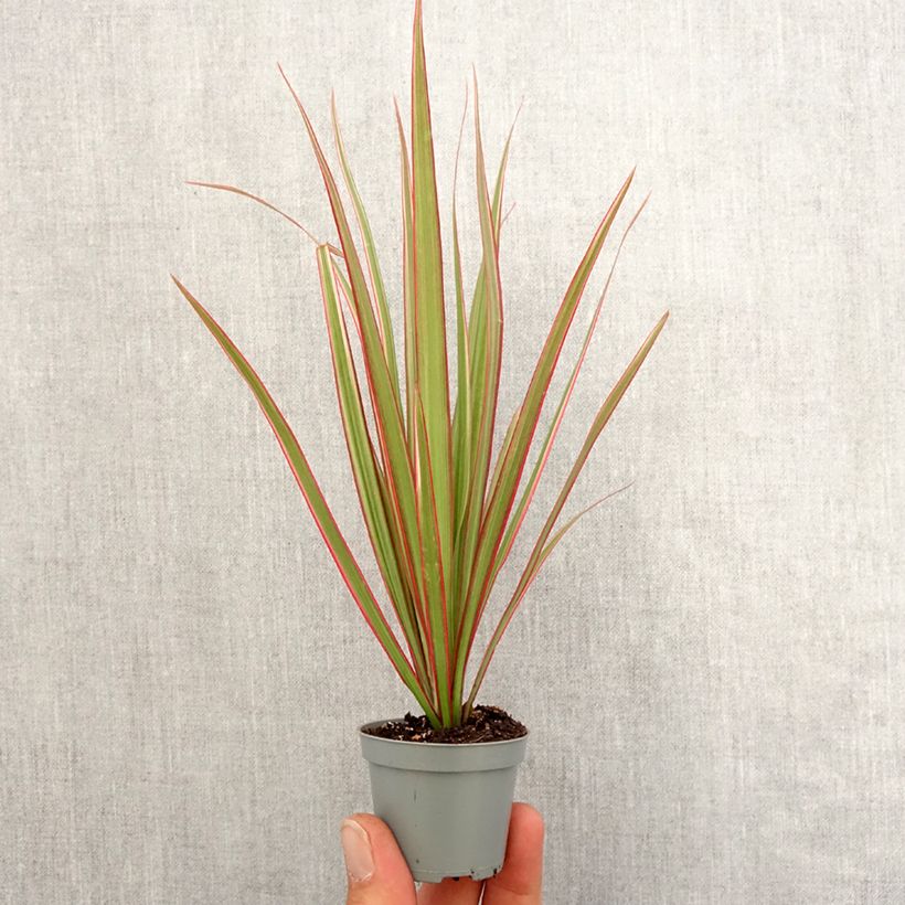 Exemplar von Dracaena Bicolor - Drachenbaum Mini-plante wie im Frühjahr geliefert