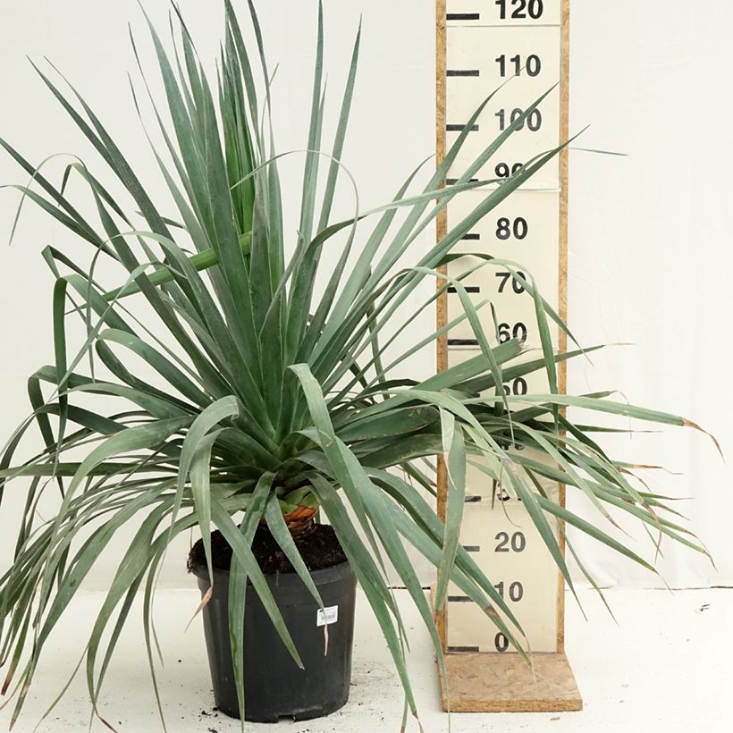 Exemplar von Dracaena draco - Echter Drachenbaum Topf mit 18L/20L wie im Sommer geliefert