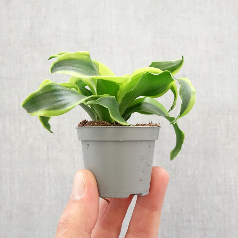 Exemplar von Dracaena Dragontree Tornado - Drachenbaum Mini-plante wie im Frühjahr geliefert