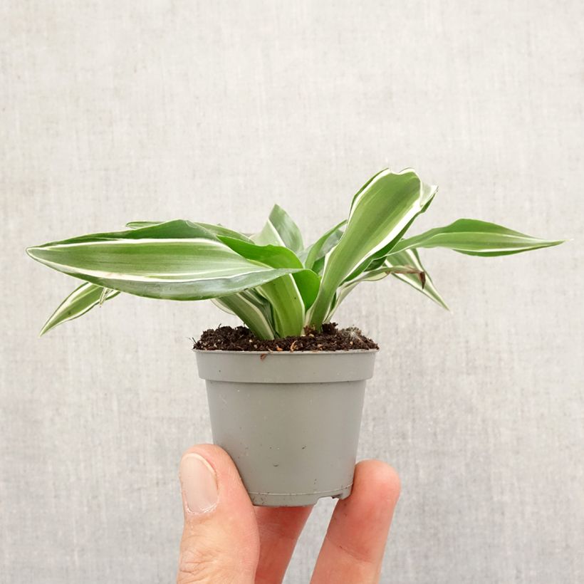 Exemplar von Dracaena Kanzi - Drachenbaum Mini-plante wie im Frühjahr geliefert