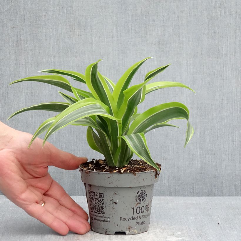 Exemplar von Dracaena Lemon Surprise - Drachenbaum Topf 12 cm / 13 cm wie im Frühjahr geliefert