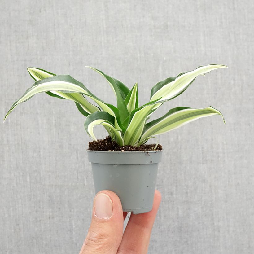 Exemplar von Dracaena Malaika - Drachenbaum Mini-plante wie im Frühjahr geliefert