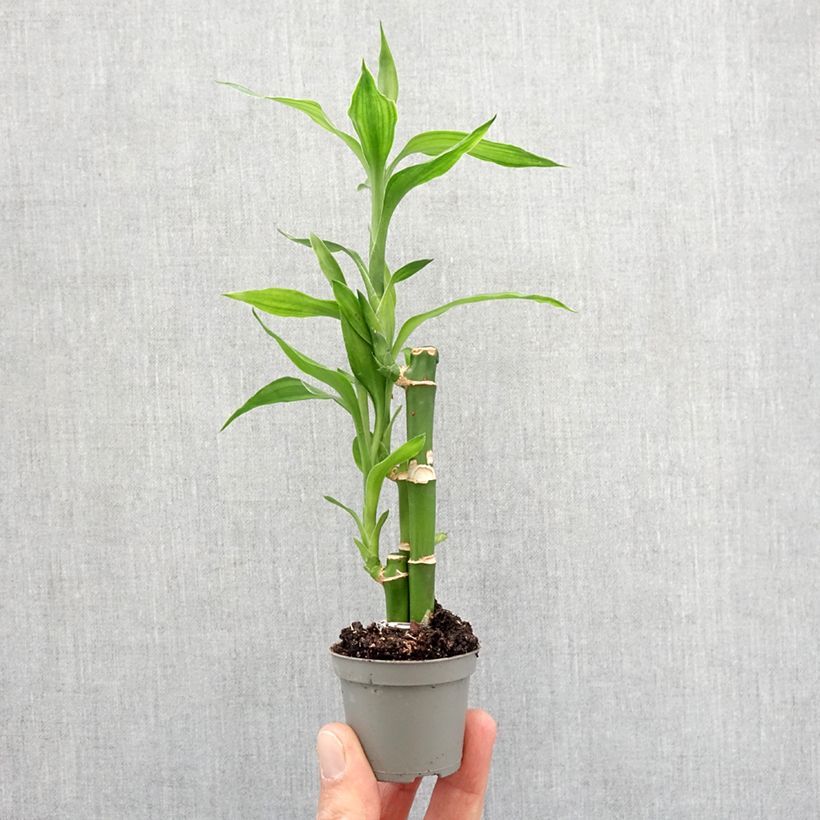 Exemplar von Dracaena sanderiana - Glücksbambus Mini-plante wie im Frühjahr geliefert