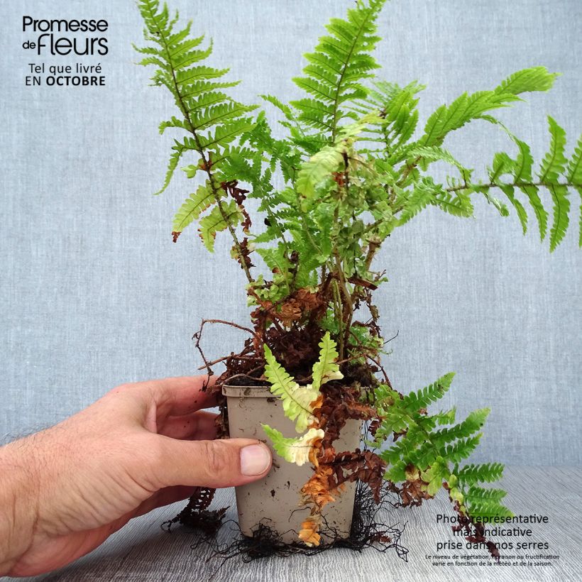Exemplar von Dryopteris affinis Crispa - Wurmfarn Kleine Töpfe von 8/9 cm wie im Herbst geliefert