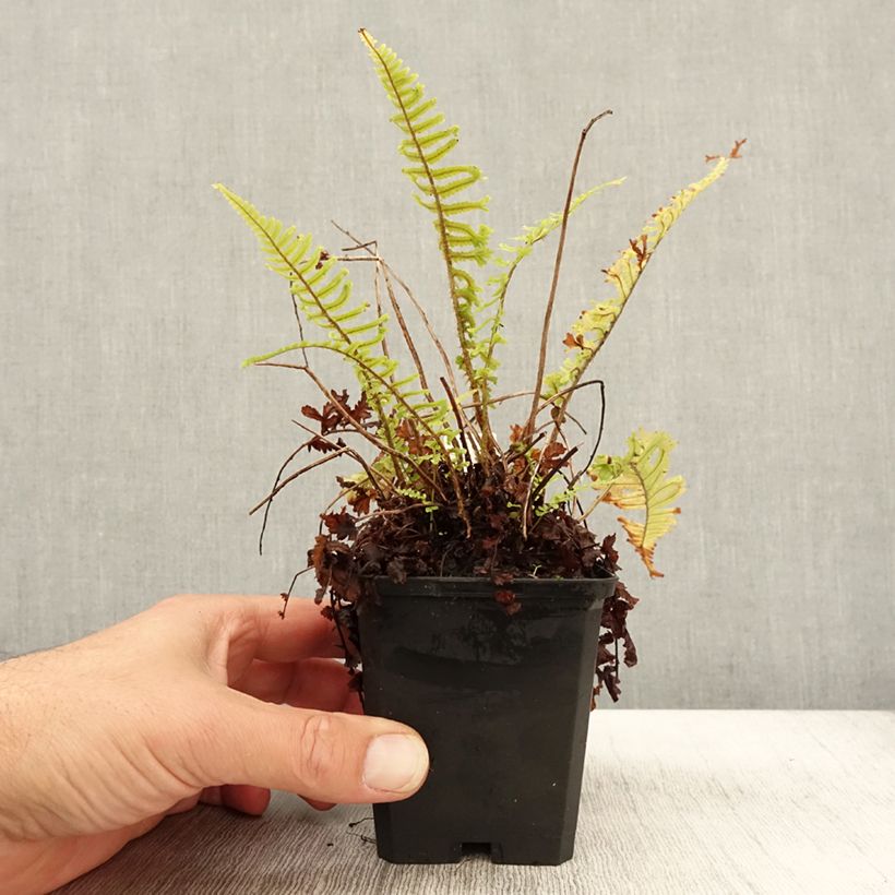 Exemplar von Dryopteris affinis Cristata - Wurmfarn Kleine Töpfe von 8/9 cm wie im Herbst geliefert