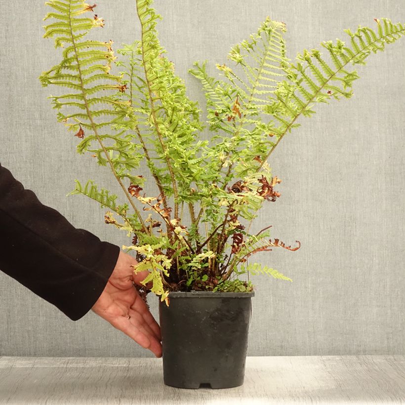 Exemplar von Dryopteris affinis Cristata - Wurmfarn Topf mit 2L/3L wie im Herbst geliefert