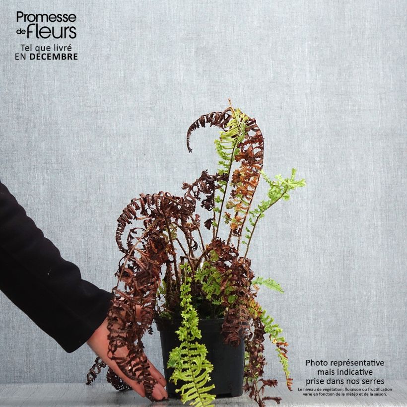 Exemplar von Dryopteris affinis Cristata - Wurmfarn Topf mit 2L/3L wie im Winter geliefert